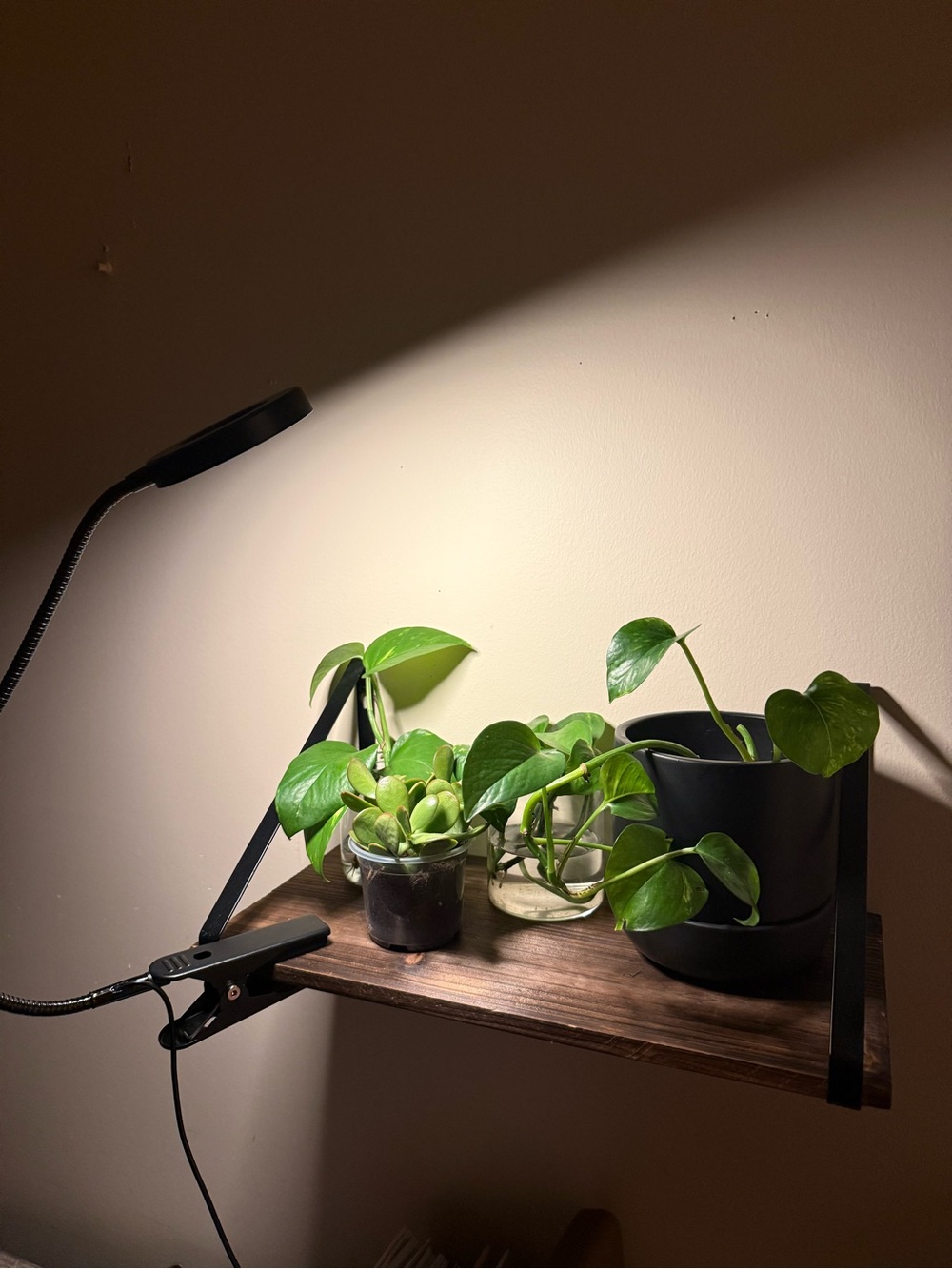 Adjustable LED Clip-On Grow Light